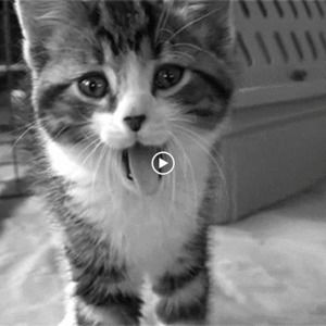 Meet your Posher, Erica